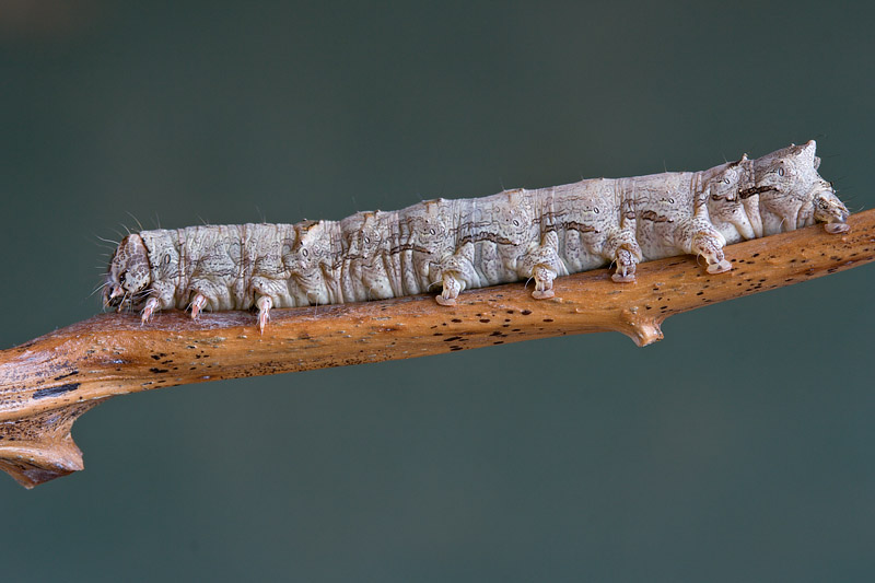 Bruco da identificare - Allophyes sp.